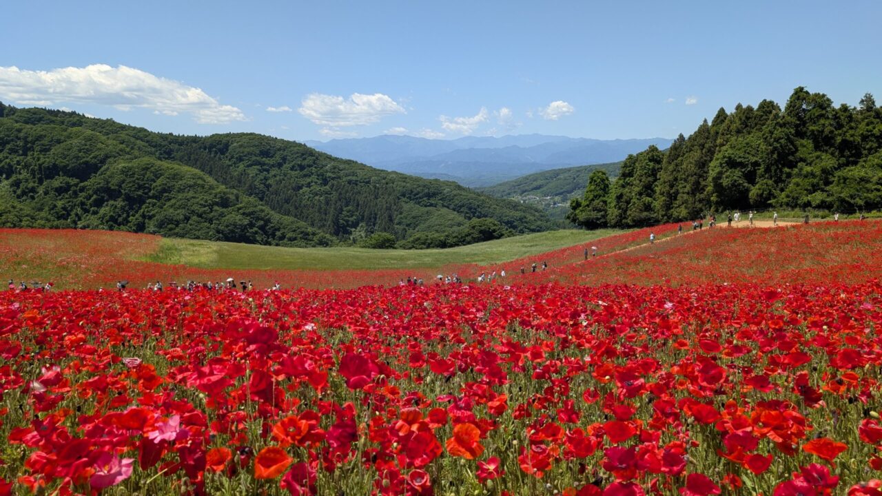 天空のポピーは、赤い花畑と青空、山の緑がきれいに重なる景色でした。