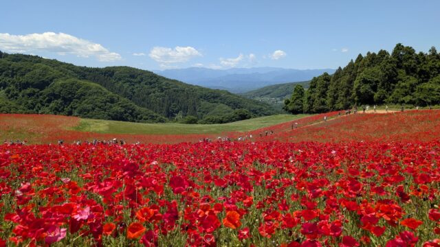 天空のポピーは、赤い花畑と青空、山の緑がきれいに重なる景色でした。