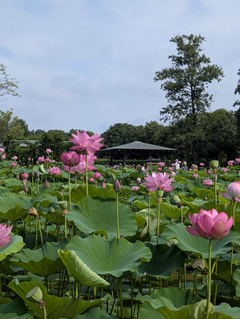 ピンクの蓮とつぼみ