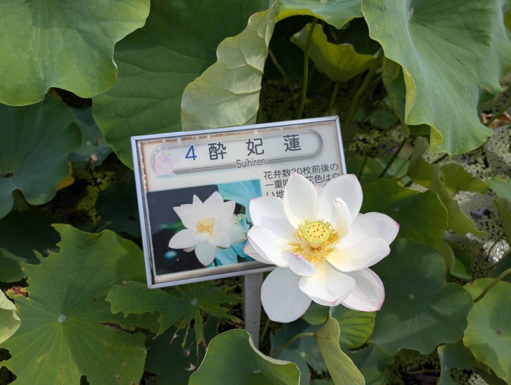酔妃蓮の看板と花