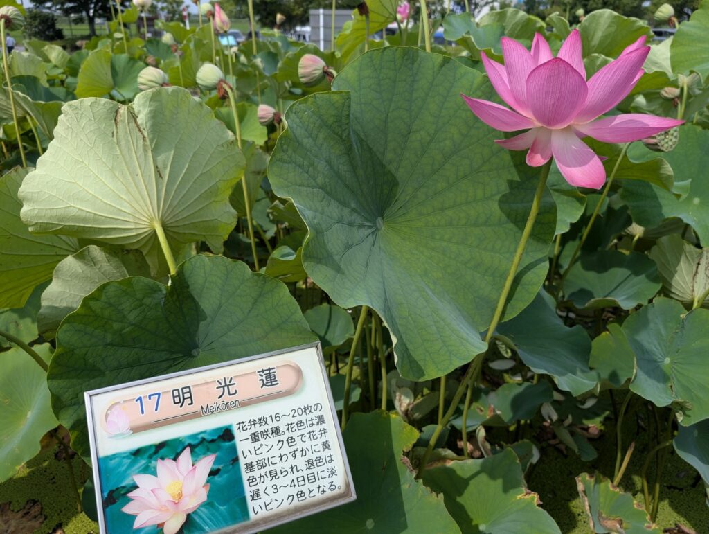 明光蓮の看板と花