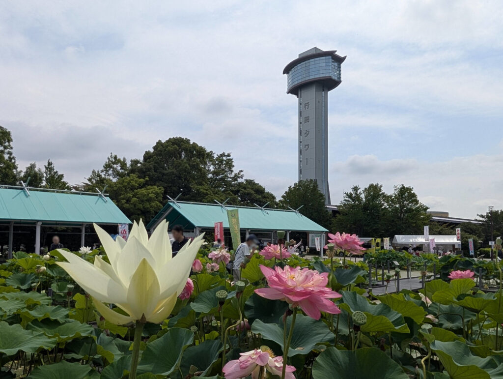 行田タワーと蓮の全景
