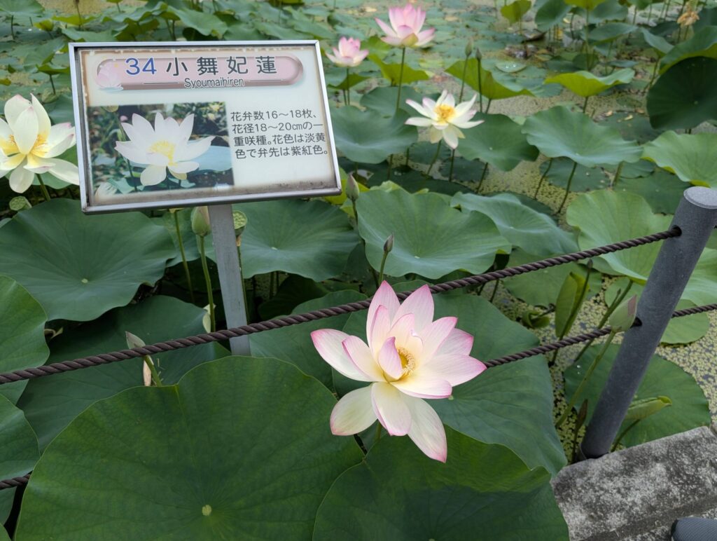 小舞妃蓮の看板と花