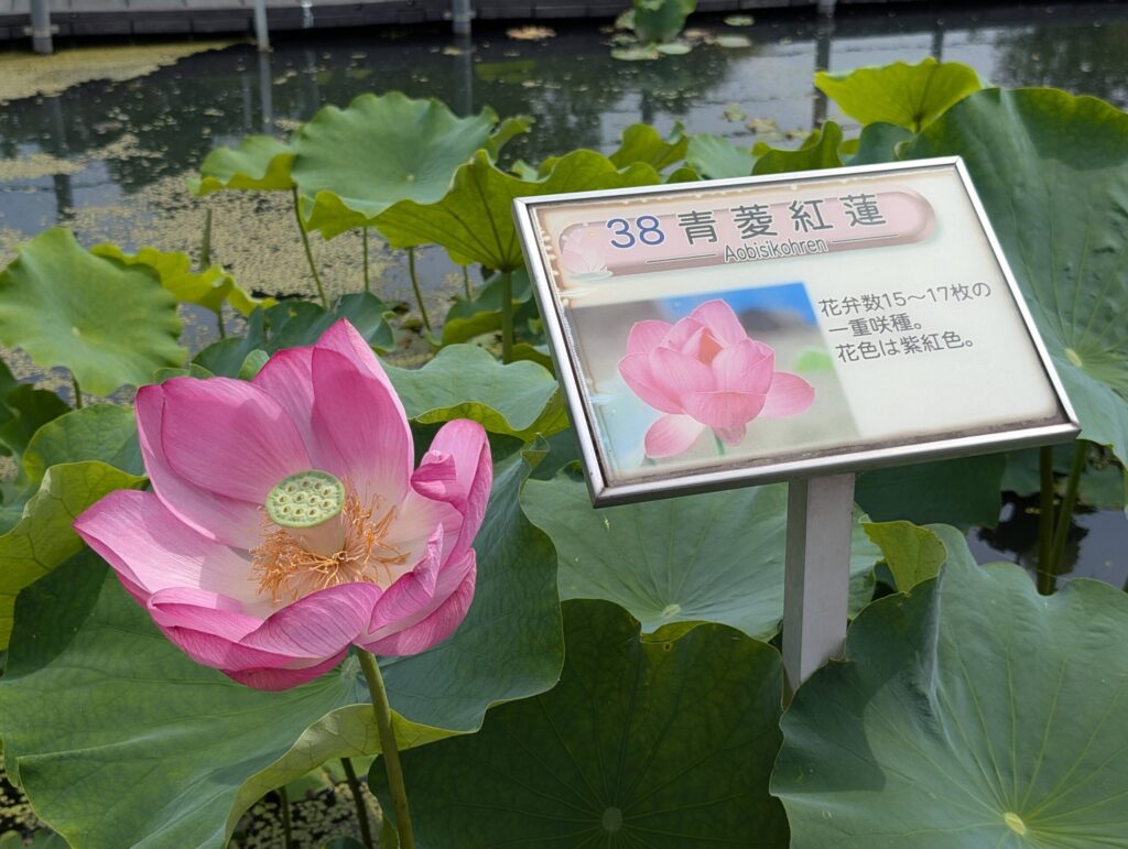 青菱紅蓮の看板と花